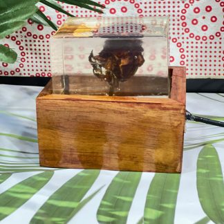 Preserved Rose Resin LED Lamp with Wooden Base